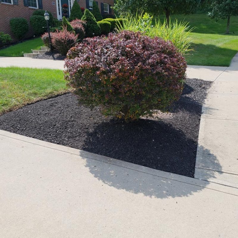 gallery-landscape-trimming-mulch