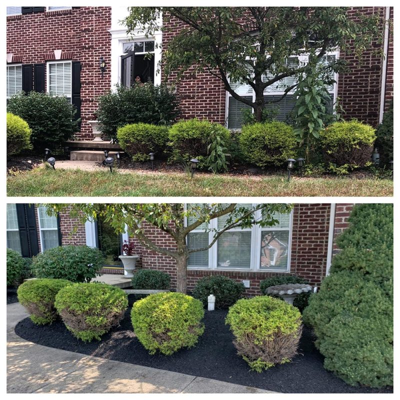 gallery-shrub-trimming-before-after